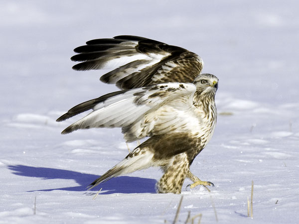 Piekana, Rough-legged Buzzard, Buteo lagopus