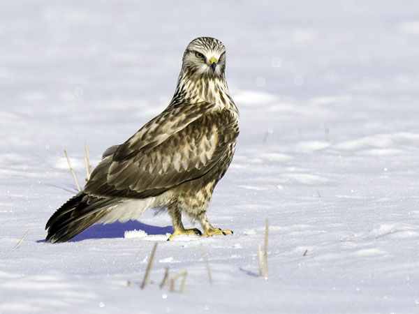 Piekana, Rough-legged Buzzard, Buteo lagopus