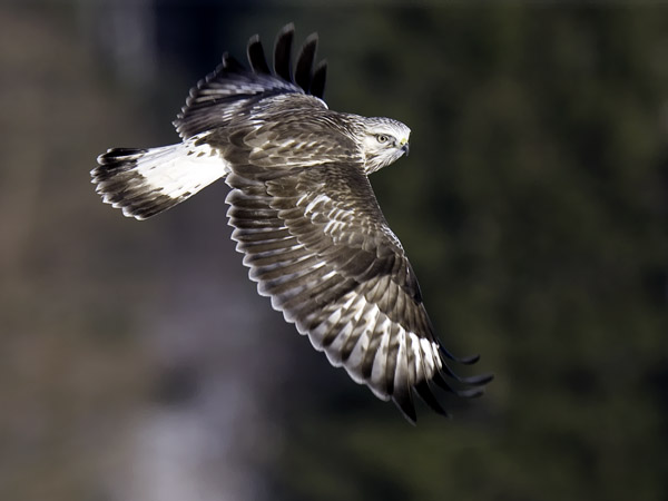 Piekana, Rough-legged Buzzard, Buteo lagopus