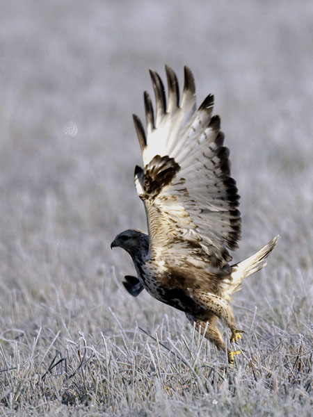 Piekana, Rough-legged Buzzard, Buteo lagopus