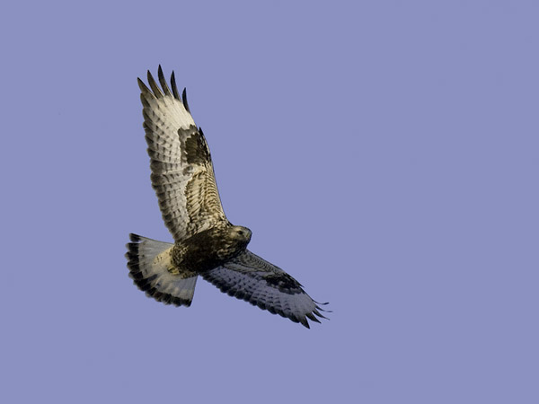 Piekana, Rough-legged Buzzard, Buteo lagopus