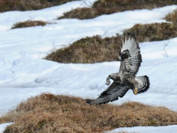 Piekana, Rough-legged Buzzard, Buteo lagopus