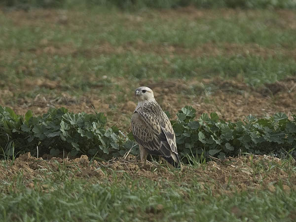 Arohiirihaukka, Long-legged Buzzard, Buteo rufinus