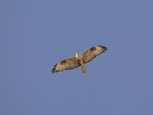 Arohiirihaukka, Long-legged Buzzard, Buteo rufinus