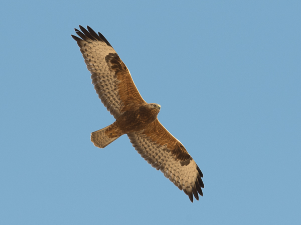 Arohiirihaukka, Long-legged Buzzard, Buteo rufinus