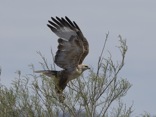 Arohiirihaukka, Long-legged Buzzard, Buteo rufinus