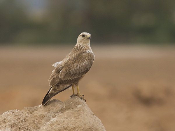 Arohiirihaukka, Long-legged Buzzard, Buteo rufinus