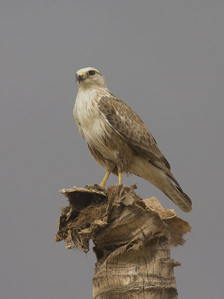 Arohiirihaukka, Long-legged Buzzard, Buteo rufinus