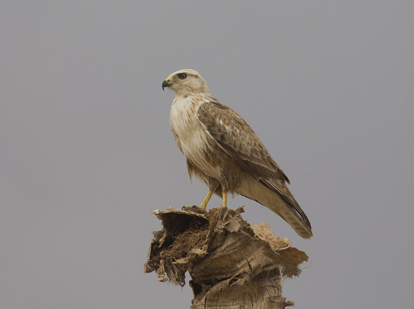 Arohiirihaukka, Long-legged Buzzard, Buteo rufinus