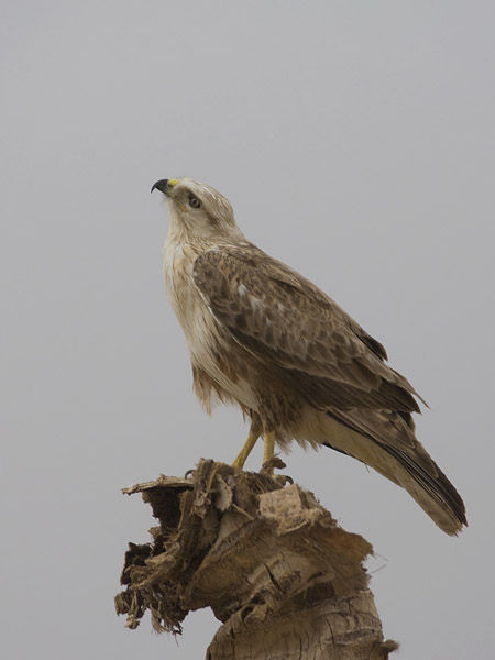 Arohiirihaukka, Long-legged Buzzard, Buteo rufinus
