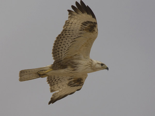 Arohiirihaukka, Long-legged Buzzard, Buteo rufinus