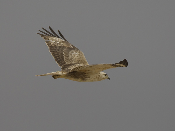 Arohiirihaukka, Long-legged Buzzard, Buteo rufinus