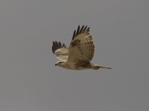 Arohiirihaukka, Long-legged Buzzard, Buteo rufinus