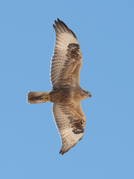 Arohiirihaukka, Long-legged Buzzard, Buteo rufinus