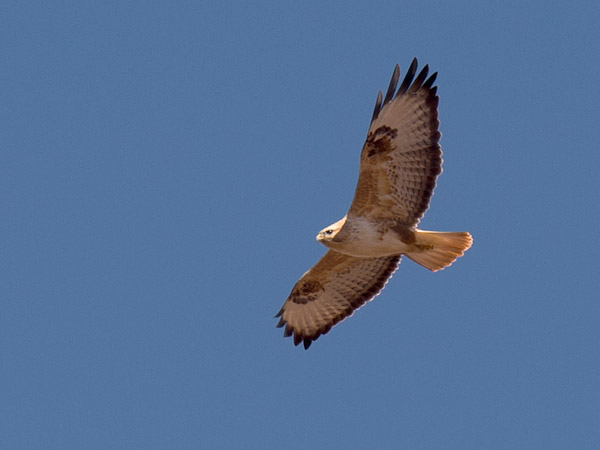Arohiirihaukka, Long-legged Buzzard, Buteo rufinus