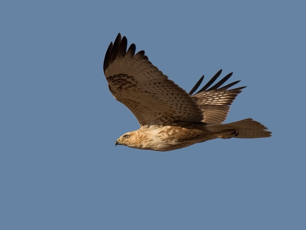 Arohiirihaukka, Long-legged Buzzard, Buteo rufinus