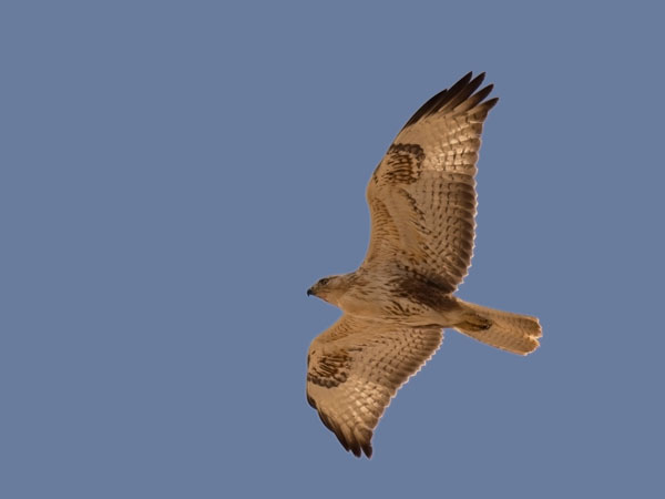 Arohiirihaukka, Long-legged Buzzard, Buteo rufinus