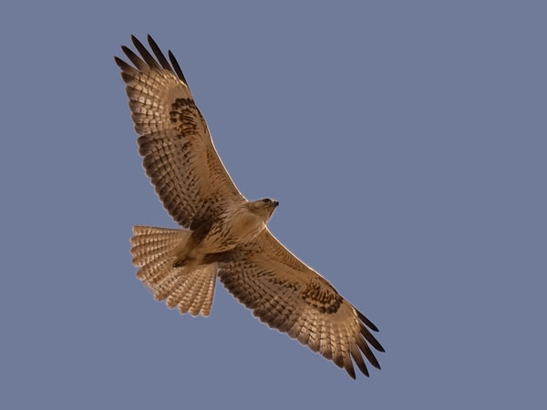 Arohiirihaukka, Long-legged Buzzard, Buteo rufinus