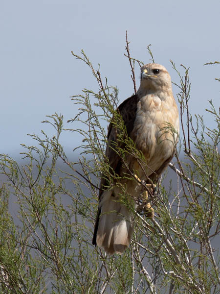 Arohiirihaukka, Long-legged Buzzard, Buteo rufinus