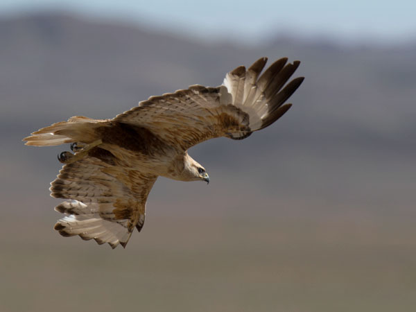 Arohiirihaukka, Long-legged Buzzard, Buteo rufinus