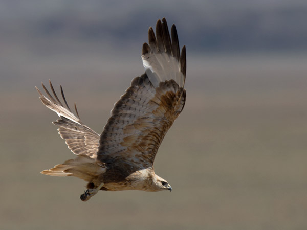 Arohiirihaukka, Long-legged Buzzard, Buteo rufinus