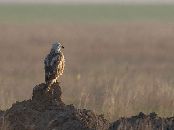 Arohiirihaukka, Long-legged Buzzard, Buteo rufinus