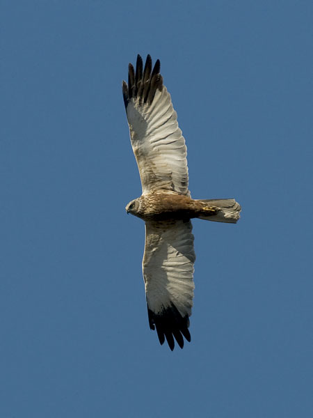 Ruskosuohaukka, Western Marsh Harrier, Circus aeruginosus