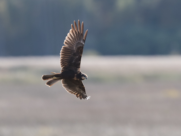 Ruskosuohaukka, Western Marsh Harrier, Circus aeruginosus
