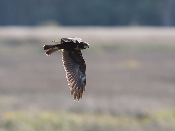 Ruskosuohaukka, Western Marsh Harrier, Circus aeruginosus