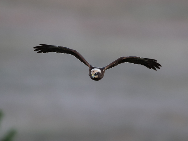 Ruskosuohaukka, Western Marsh Harrier, Circus aeruginosus