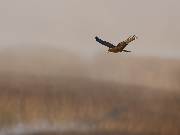 Ruskosuohaukka, Western Marsh Harrier, Circus aeruginosus