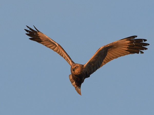 Ruskosuohaukka, Western Marsh Harrier, Circus aeruginosus