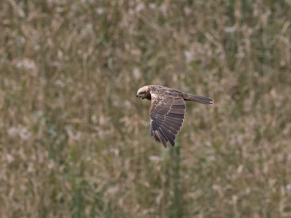 Ruskosuohaukka, Western Marsh Harrier, Circus aeruginosus