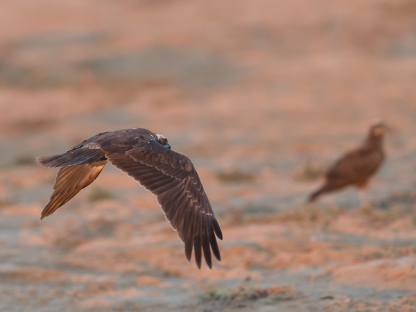 Ruskosuohaukka, Western Marsh Harrier, Circus aeruginosus