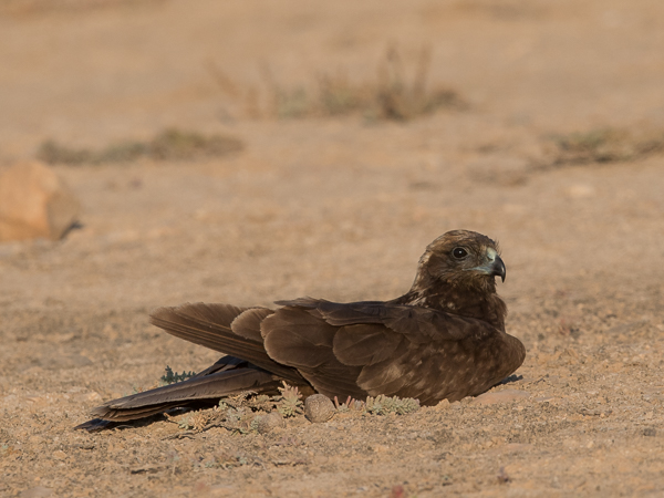 Ruskosuohaukka, Western Marsh Harrier, Circus aeruginosus
