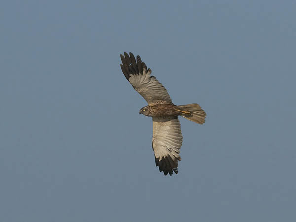 Ruskosuohaukka, Western Marsh Harrier, Circus aeruginosus