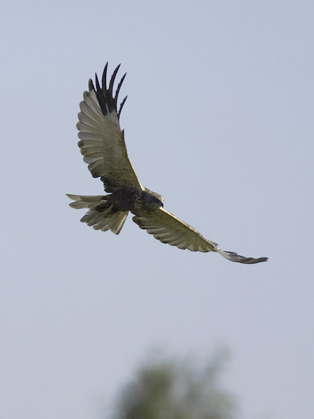 Ruskosuohaukka, Western Marsh Harrier, Circus aeruginosus