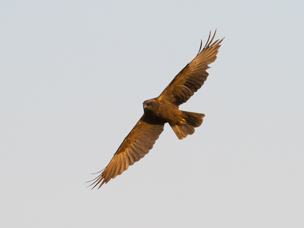 Ruskosuohaukka, Western Marsh Harrier, Circus aeruginosus