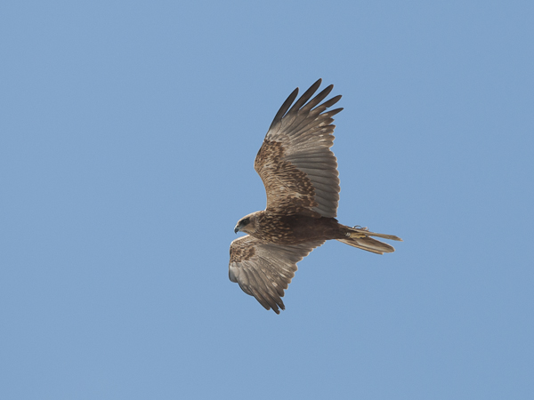 Ruskosuohaukka, Western Marsh Harrier, Circus aeruginosus