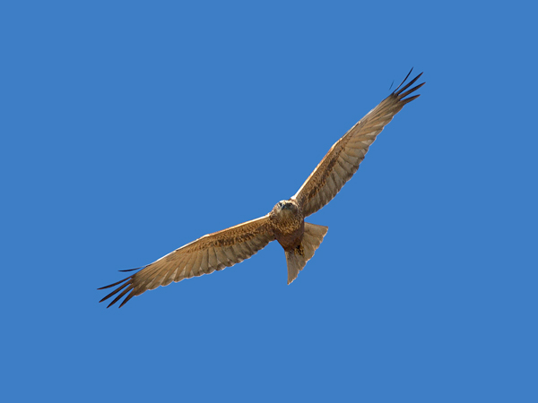 Ruskosuohaukka, Western Marsh Harrier, Circus aeruginosus