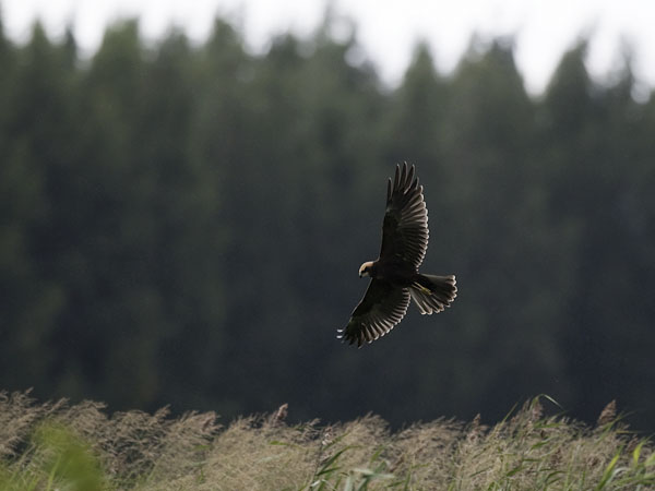 Ruskosuohaukka, Western Marsh Harrier, Circus aeruginosus