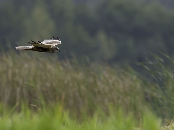 Ruskosuohaukka, Western Marsh Harrier, Circus aeruginosus