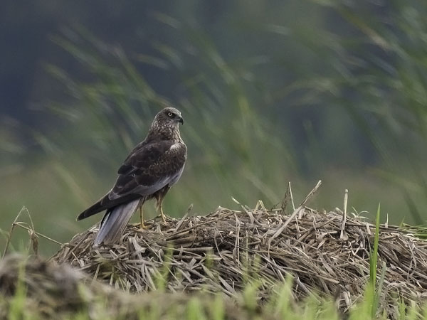 Ruskosuohaukka, Western Marsh Harrier, Circus aeruginosus
