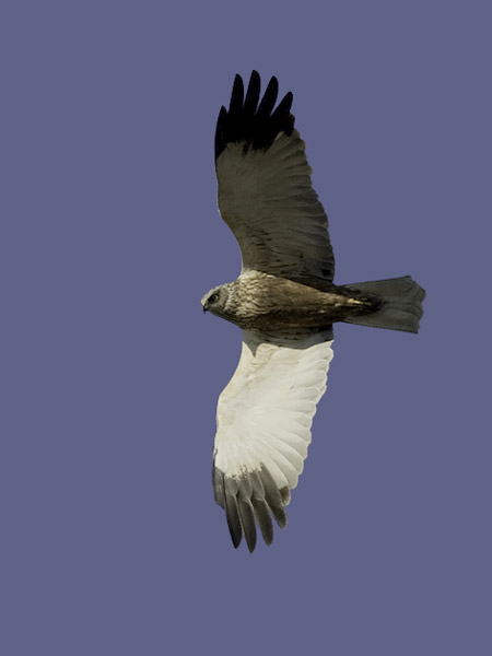 Ruskosuohaukka, Western Marsh Harrier, Circus aeruginosus