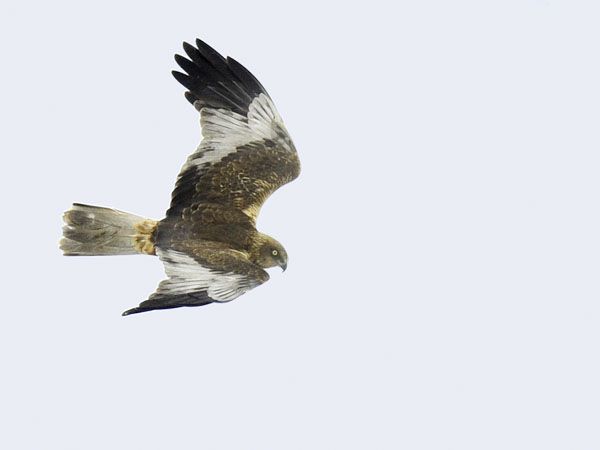 Ruskosuohaukka, Western Marsh Harrier, Circus aeruginosus