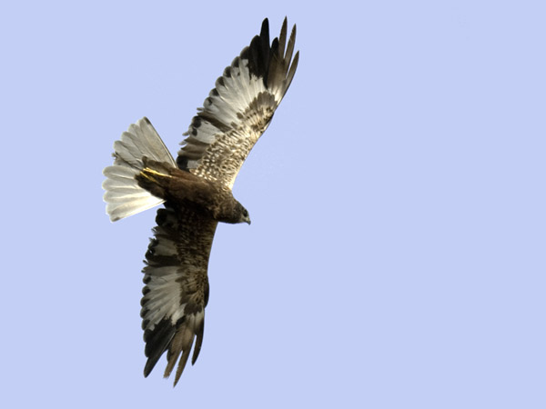 Ruskosuohaukka, Western Marsh Harrier, Circus aeruginosus
