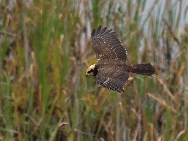 Ruskosuohaukka, Western Marsh Harrier, Circus aeruginosus