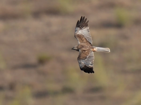 Ruskosuohaukka, Western Marsh Harrier, Circus aeruginosus