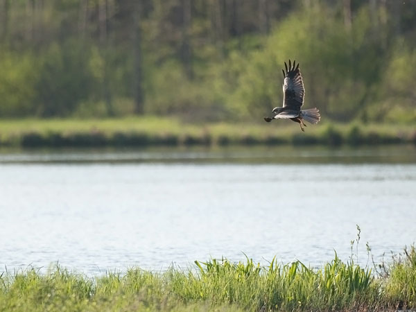 Ruskosuohaukka, Western Marsh Harrier, Circus aeruginosus
