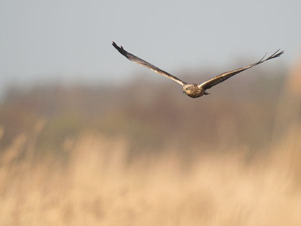 Ruskosuohaukka, Western Marsh Harrier, Circus aeruginosus